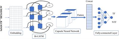 A capsule network-based method for identifying transcription factors